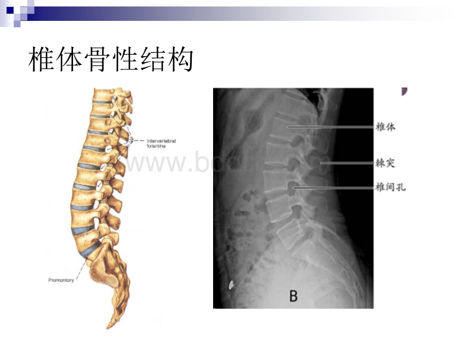 腰椎血管神经解剖1_精品文档PPT资料.ppt_第3页