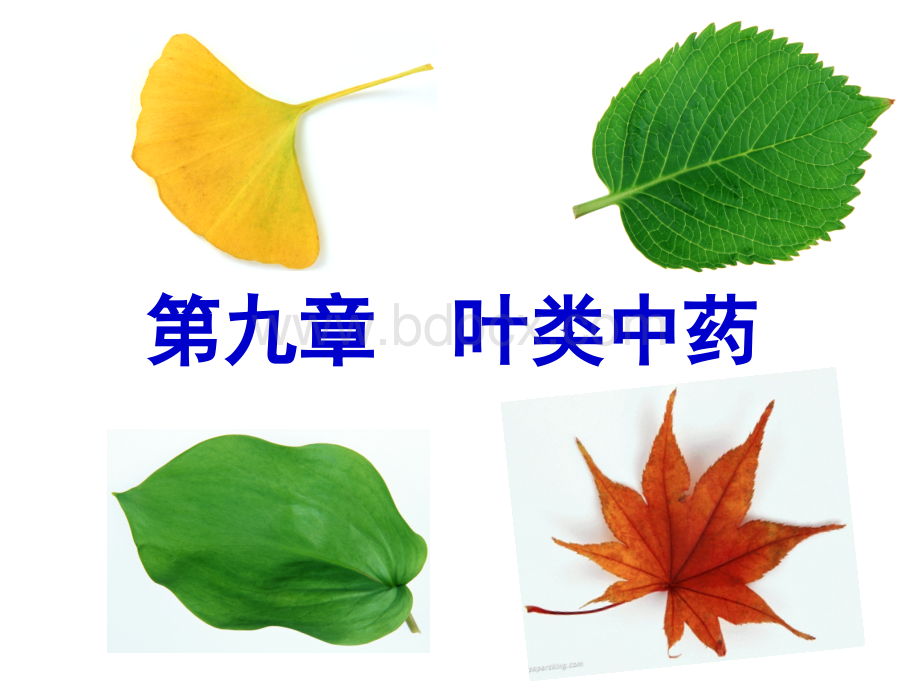 14花叶类药材.ppt