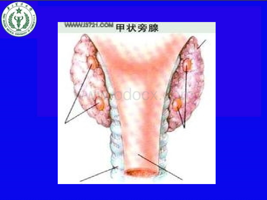 甲旁减与低钙血症幻灯片.ppt_第2页