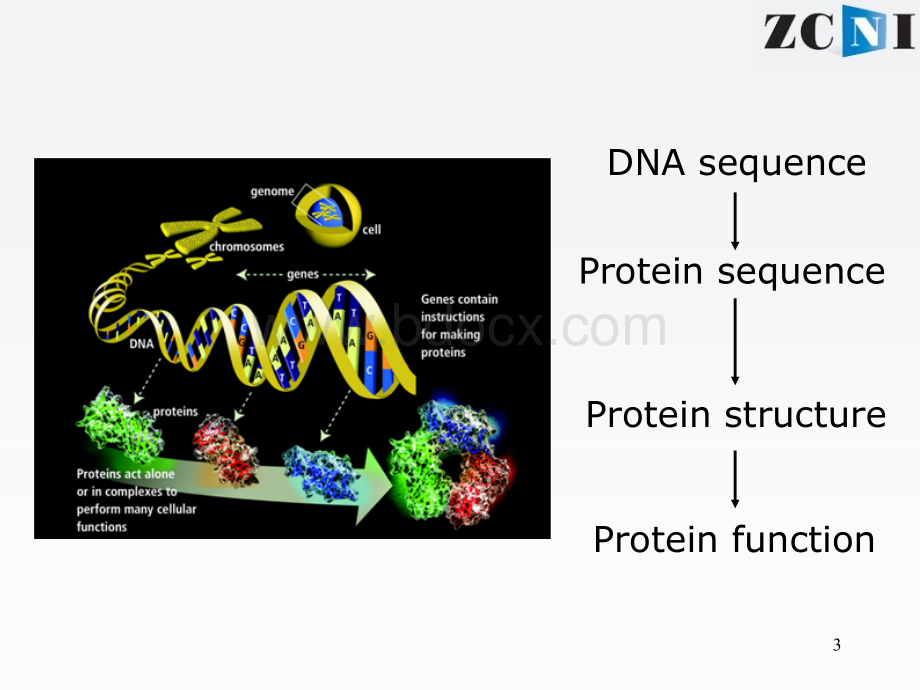 蛋白质结构与功能预测_精品文档PPT文件格式下载.ppt_第3页