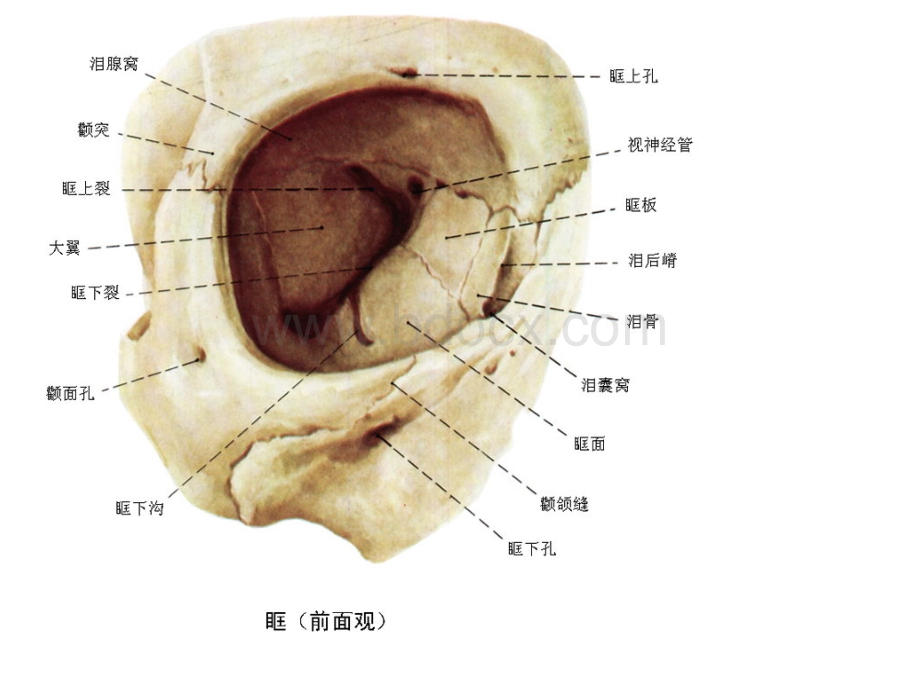 眼眶解剖与病变.ppt_第3页