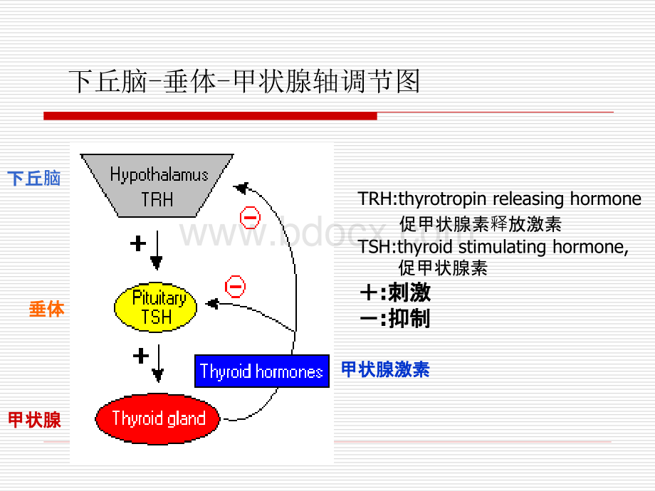 常见甲状腺疾病的心血管损害.ppt_第3页