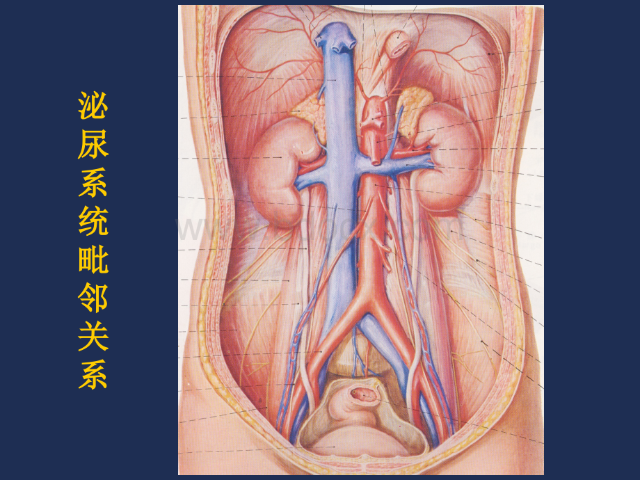 泌尿系统影像表现及常见疾病的影像诊断.ppt_第2页