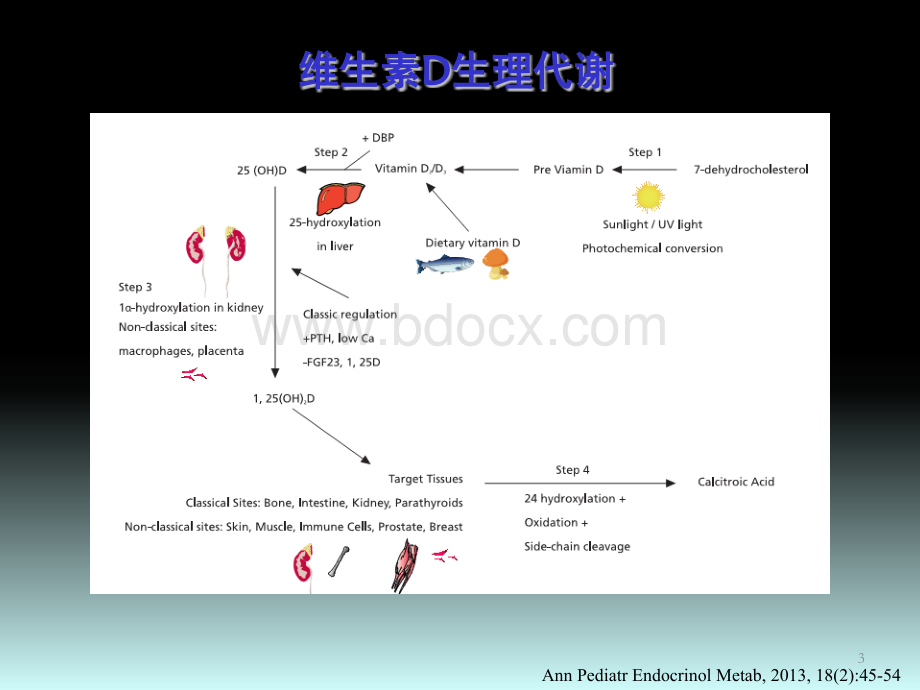 维生素D在肾脏病中的新认识ppt课件优质PPT.pptx_第3页