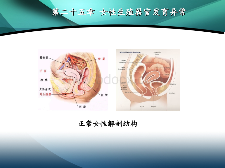 妇产科八年制25章.ppt_第3页