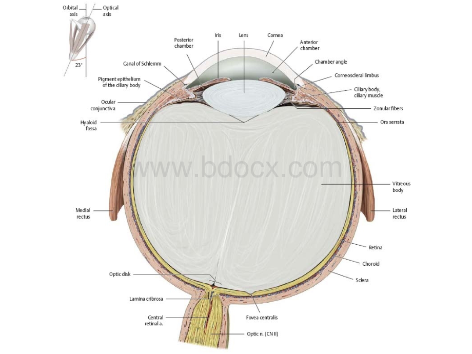 眼科解剖精选图片.ppt_第3页