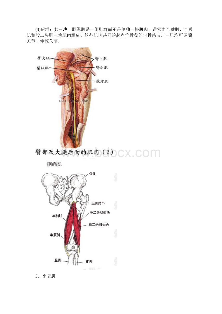 膝过伸的原因及康复.docx_第3页