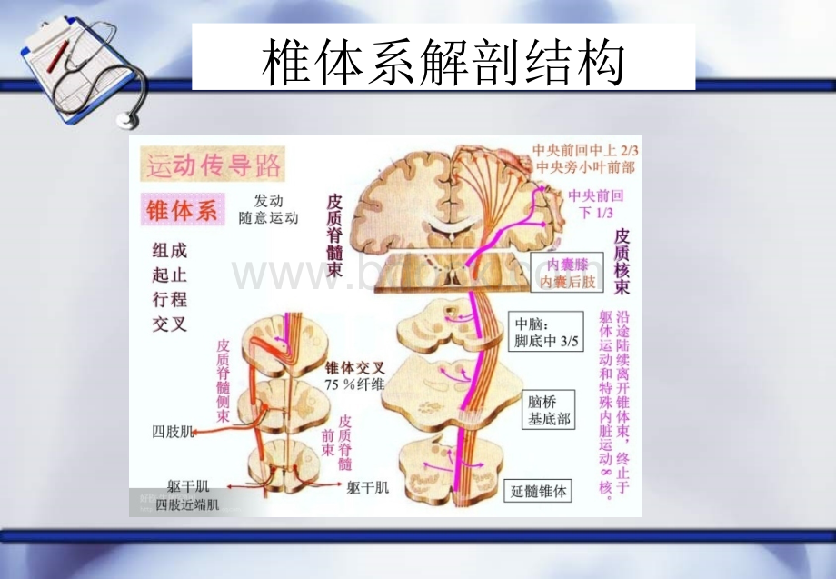 椎体系与椎体外系.pptx_第3页