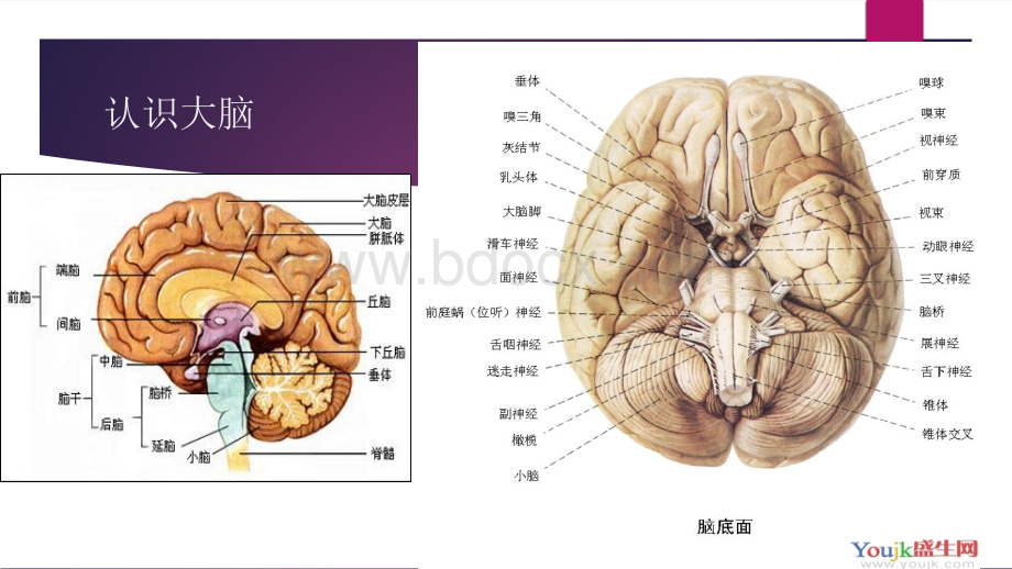 老年人脑血管病的预防.ppt_第2页