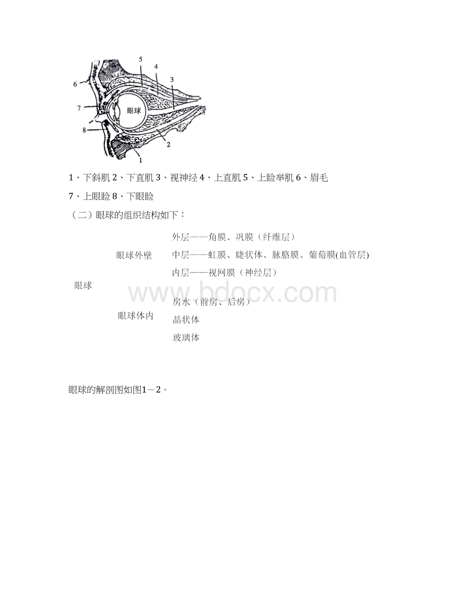 视觉器官和眼的解剖doc.docx_第2页