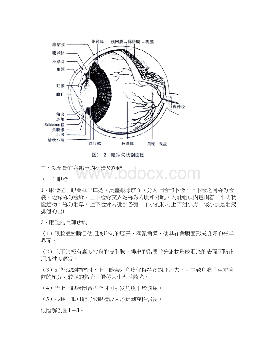 视觉器官和眼的解剖doc.docx_第3页