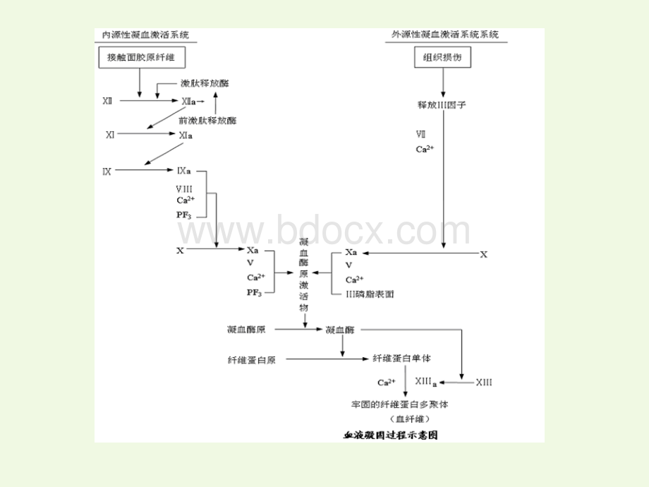 影响血液及造血系统的药物.ppt_第2页