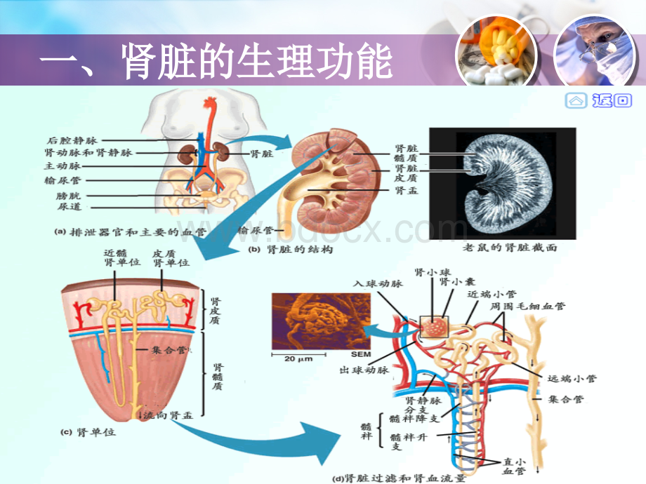 尿液微量蛋白检测和临床意义.ppt_第3页