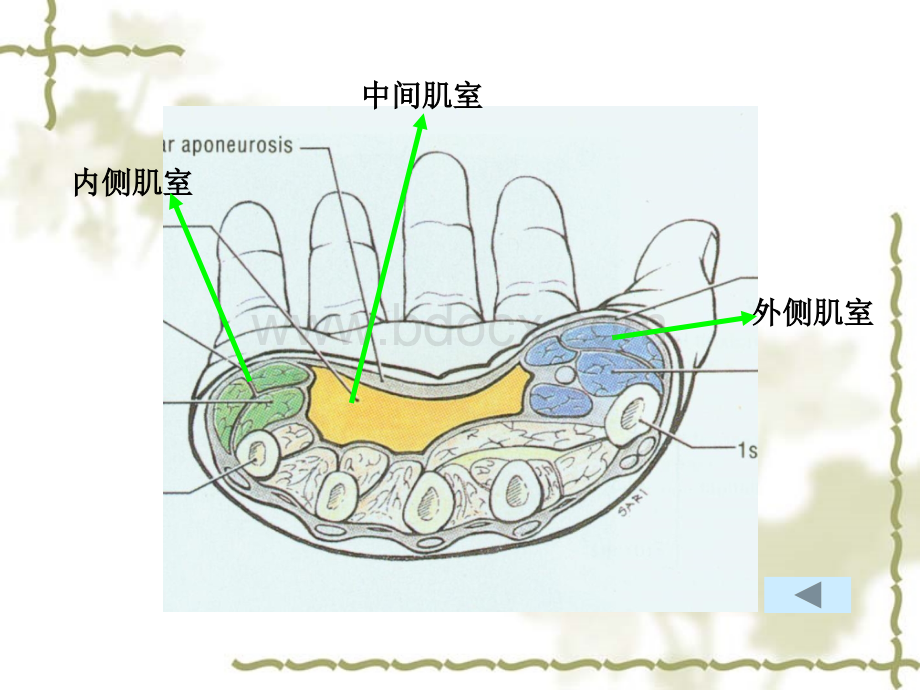 6手掌和手指掌面.ppt