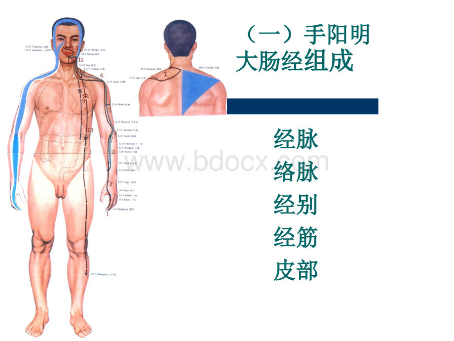 手阳明大肠经精品文档PPT推荐.ppt_第2页