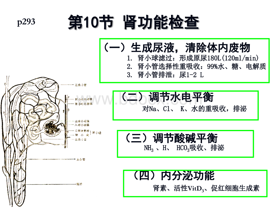 10护本尿粪肾肝功检查-护理学.ppt_第3页