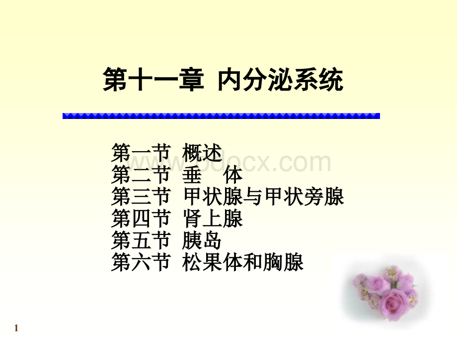 系统解剖学-内分泌系统.ppt