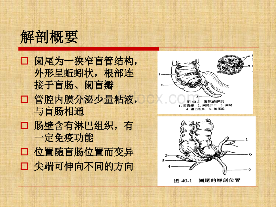 急性阑尾炎护理查房.ppt_第2页