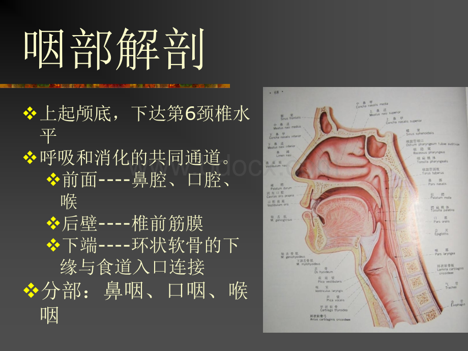 咽喉部解剖及生理窒息和喉阻塞的诊治.ppt_第2页