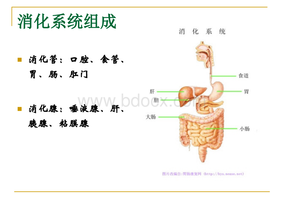 消化系统概述肝硬化护理.ppt_第2页