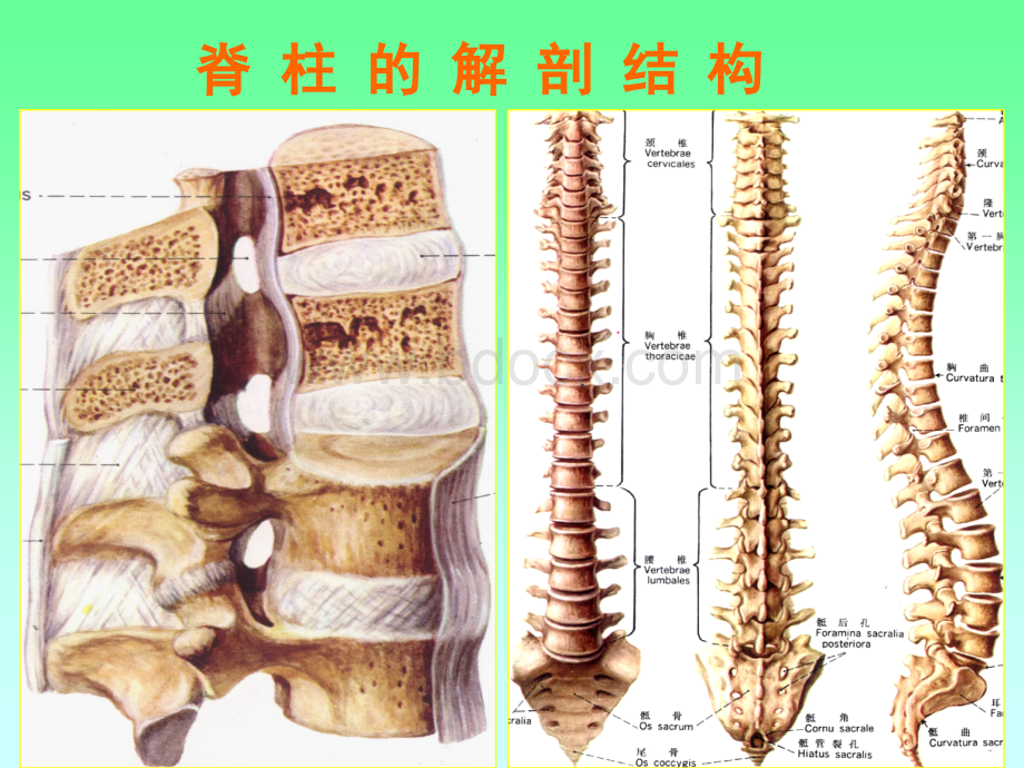 脊柱四肢PPT格式课件下载.ppt_第3页