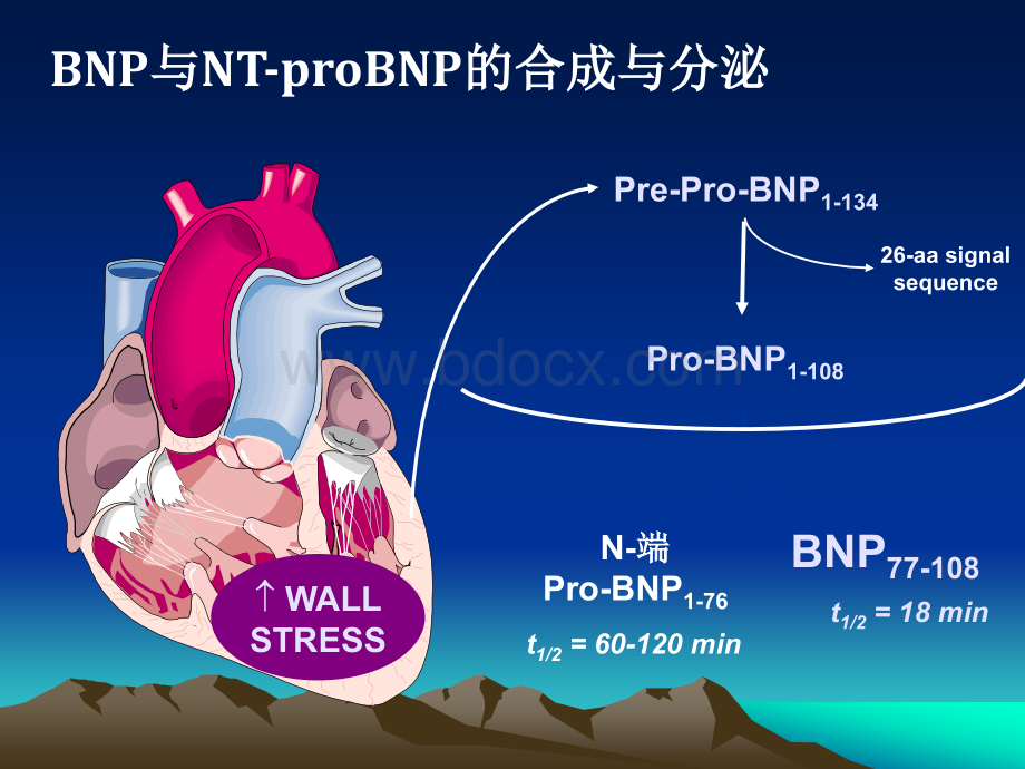 NT-proBNP新稿培训用PPT推荐.ppt_第3页