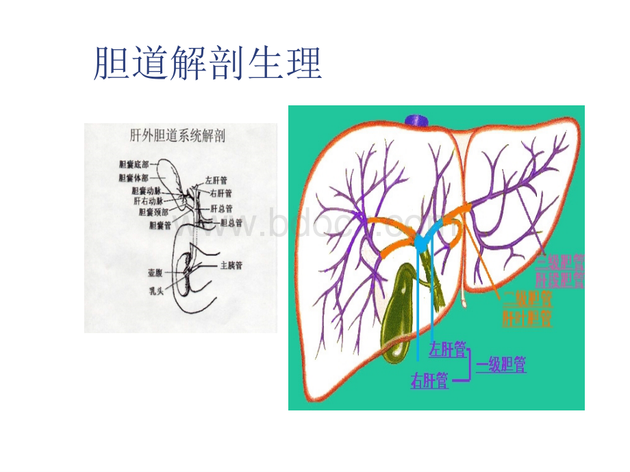 胆囊结石的中西医诊治.ppt_第2页