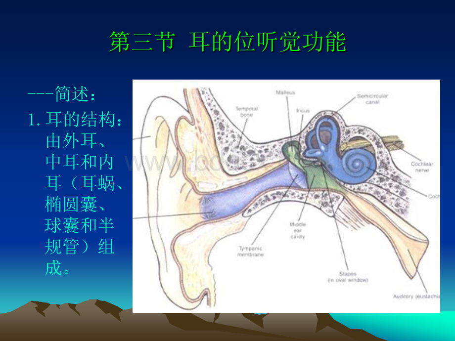 感觉生理-听觉平衡觉嗅觉味觉皮肤感觉PPT文件格式下载.ppt_第1页