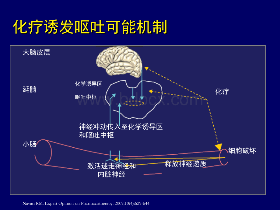 芷若研究进展_精品文档.ppt_第3页