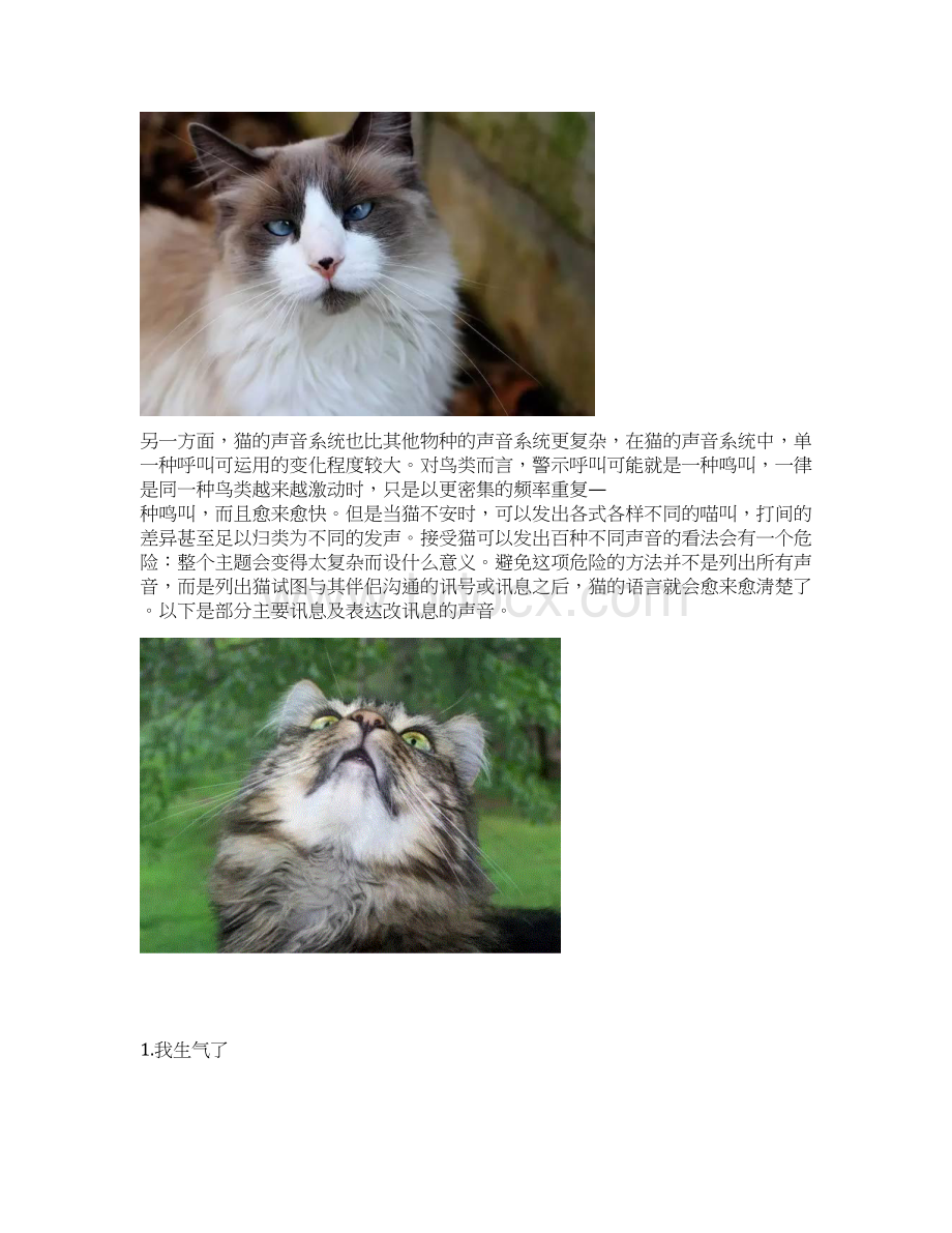 猫咪表达情绪时发出的7种声音Word文件下载.docx_第2页