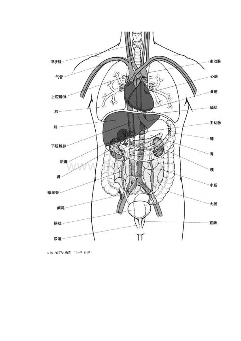 人体腹部结构图_精品文档.doc_第2页