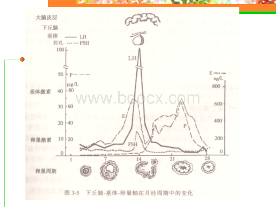 育龄期妇女保健53.ppt_第3页