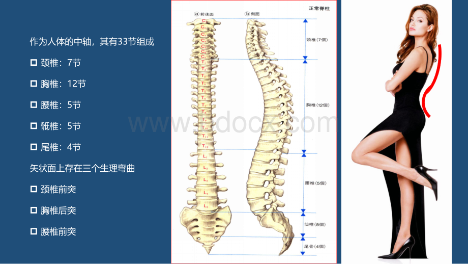 脊柱侧弯概论.pptx_第2页