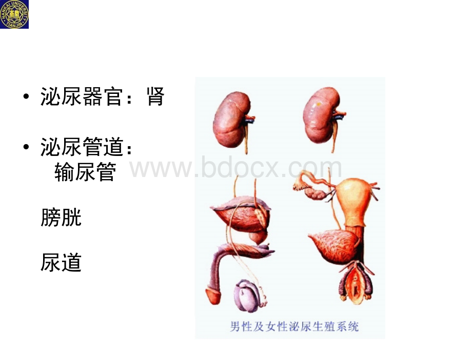 肾动态显像优质PPT.pptx_第2页