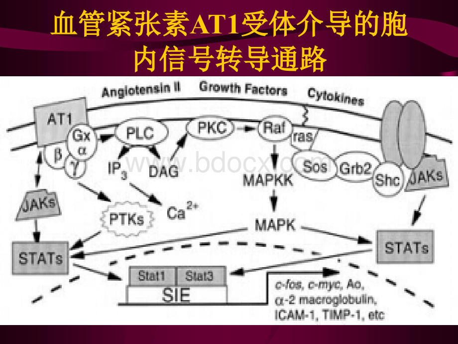 药理学--肾素-血管紧张素系统药物_精品文档PPT格式课件下载.ppt_第3页