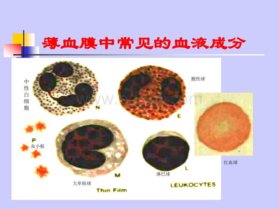 薄血膜疟原虫的形态_精品文档PPT文件格式下载.ppt