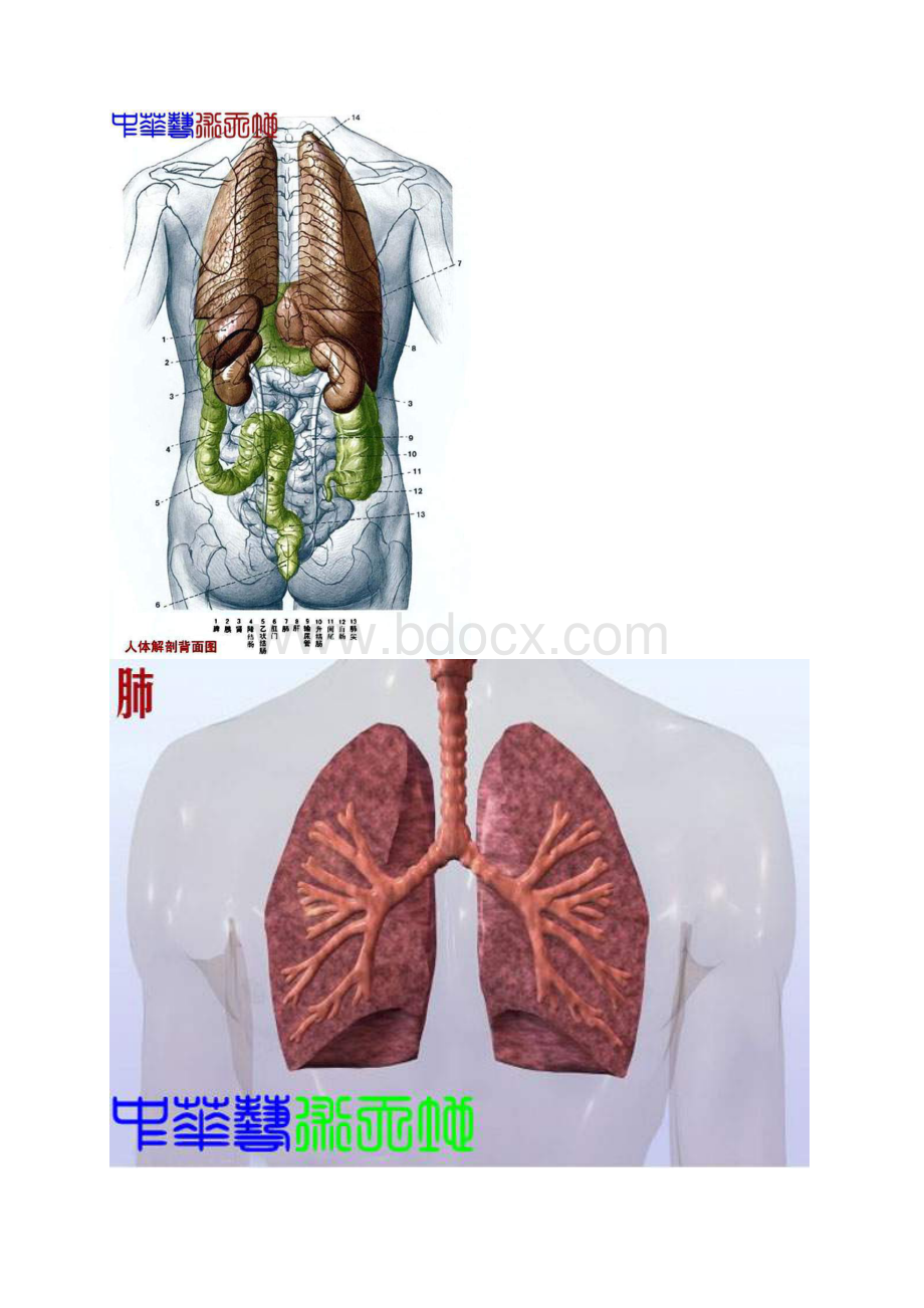 最新最全人体内脏结构图医学图谱28424.docx_第3页