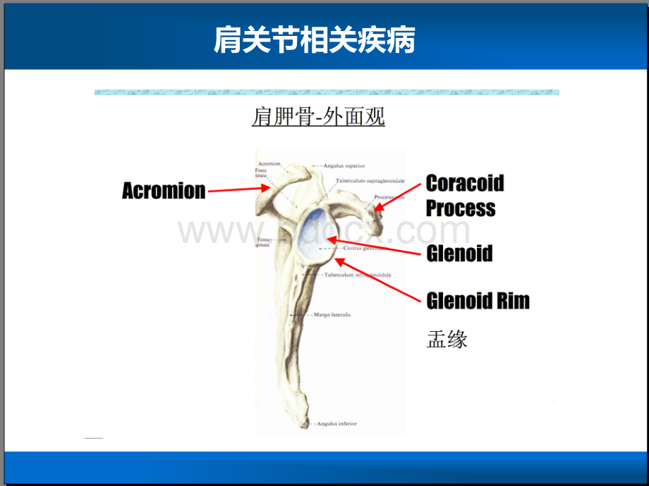 肩关节相关疾病.ppt_第2页