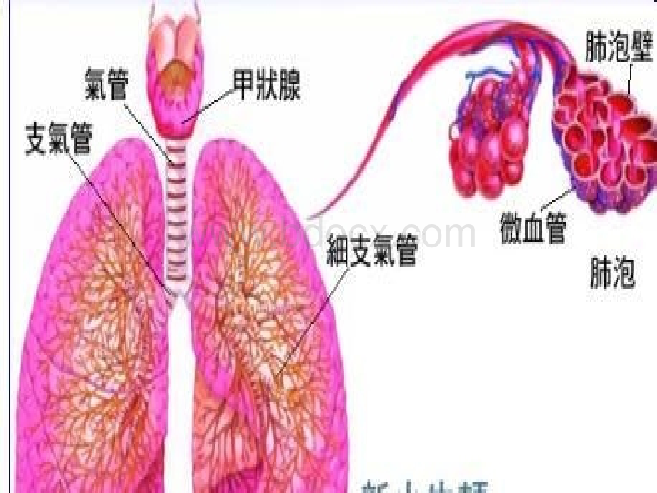 慢性支气管炎109班PPT资料.ppt_第1页