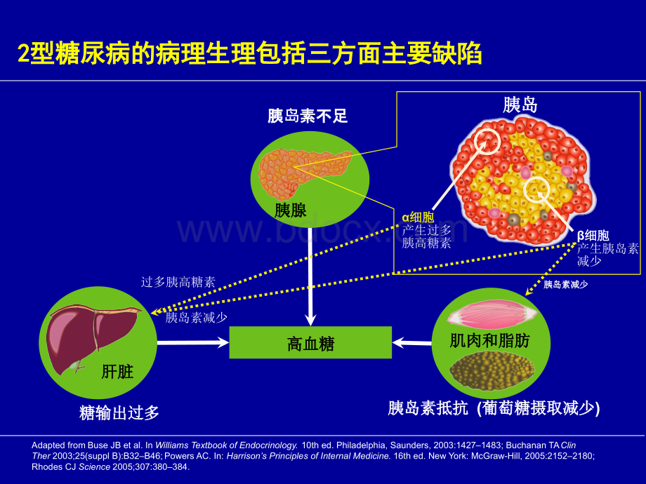 GLP-1作用机制.ppt_第3页