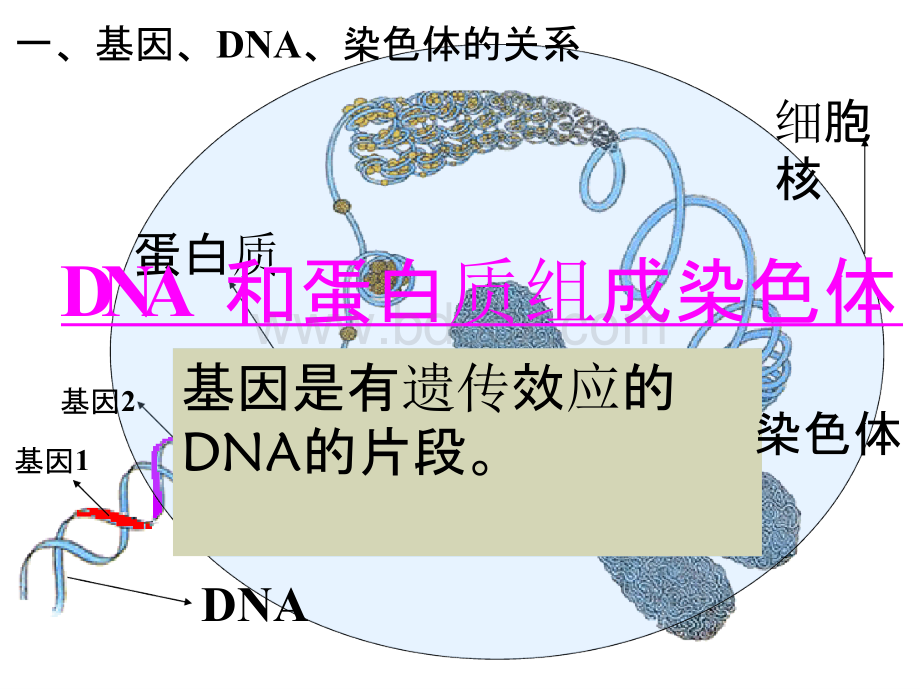 7.2.2 基因在亲子代间的传递 PPT课件PPT文档格式.pptx_第3页