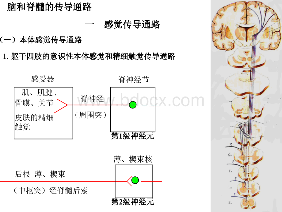 人体解剖之脑和脊髓的传导通路.ppt_第1页