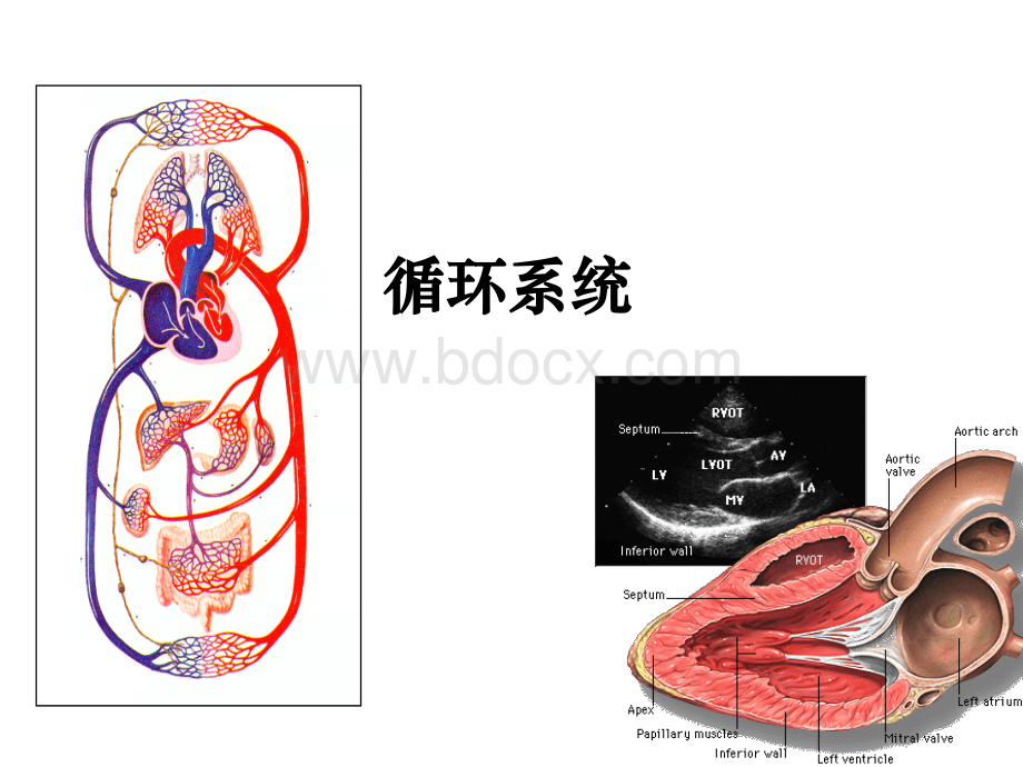 循环系统解剖结构PPT文件格式下载.ppt