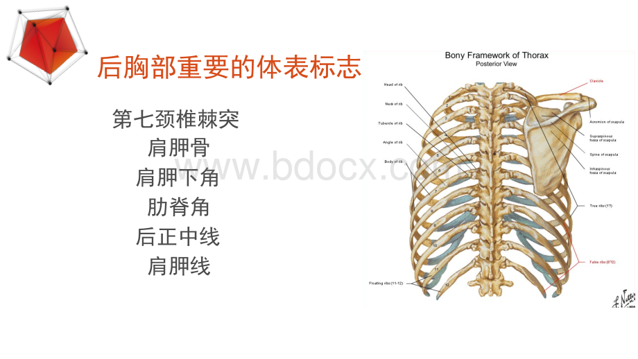 肺部异常叩诊听诊音PPT格式课件下载.pptx_第3页