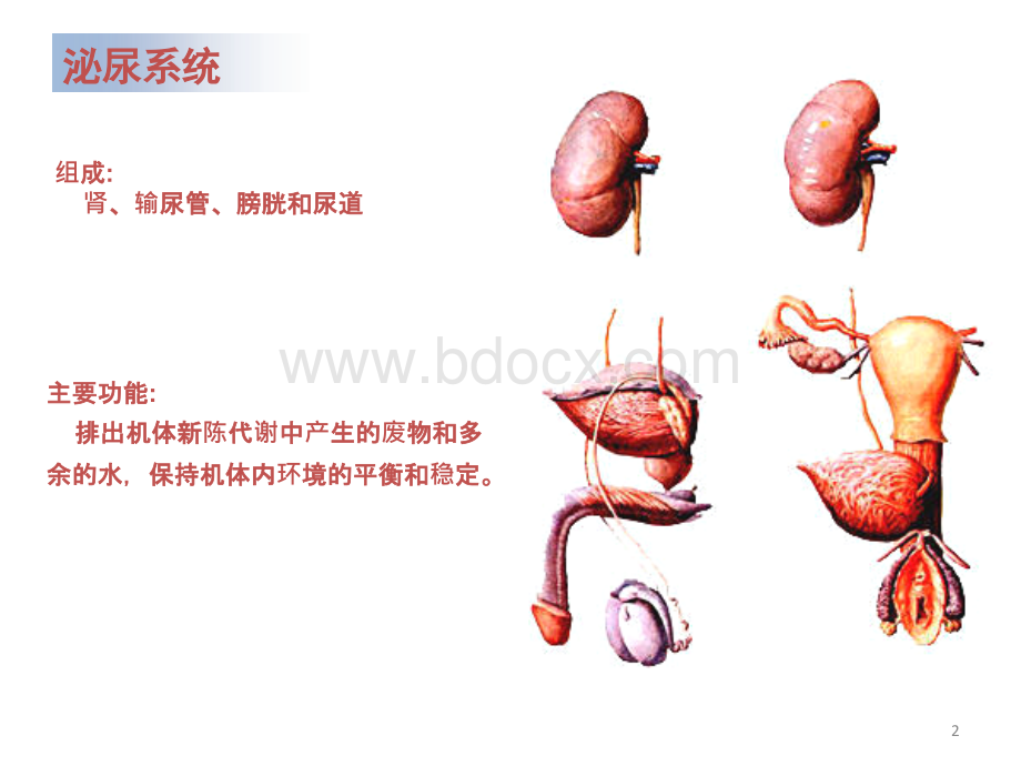 系统解剖学---泌尿生殖系统一PPT推荐.ppt_第2页