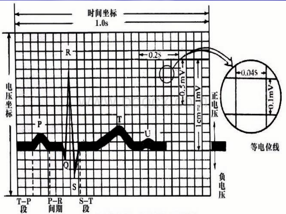 心电图基础知识及制度2.ppt_第3页