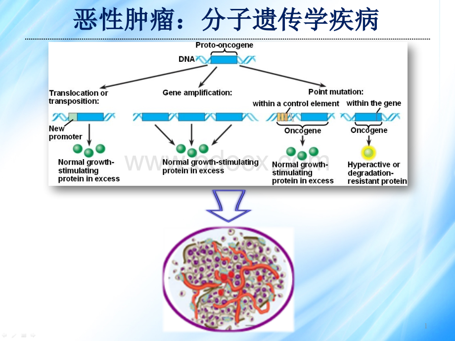 肿瘤微环境ppt课件PPT格式课件下载.pptx_第1页