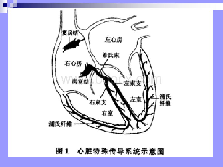 心律失常的简单快速识别PPT课件下载推荐.ppt_第3页