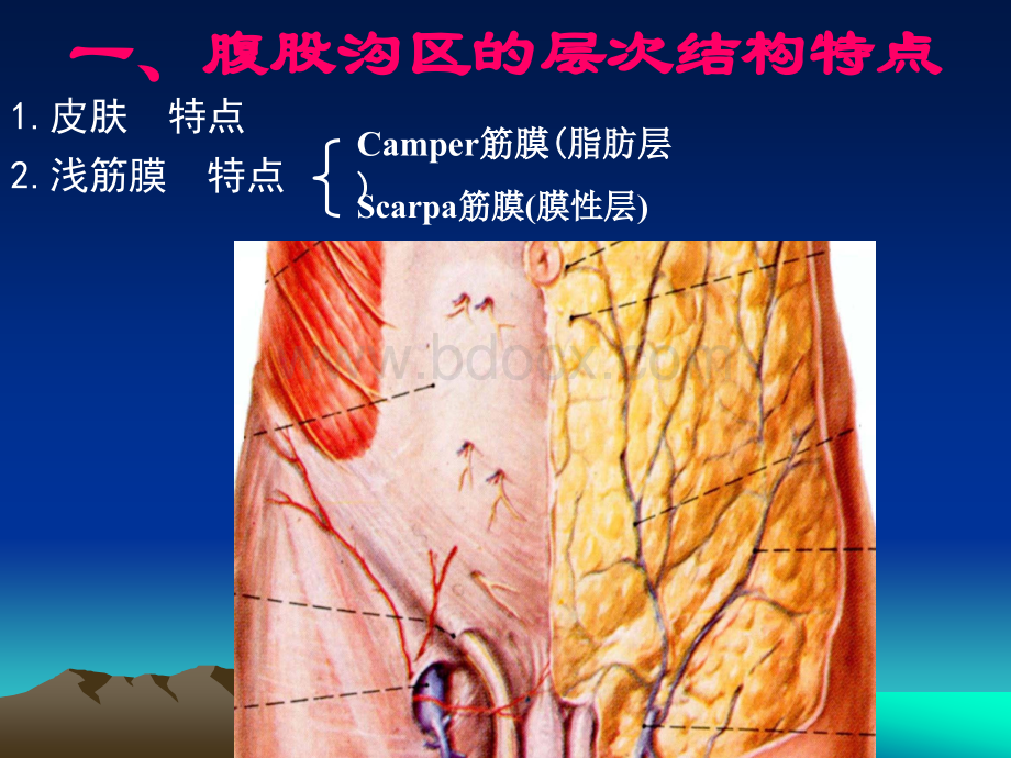 腹股沟区的应用解剖_精品文档PPT推荐.ppt_第3页