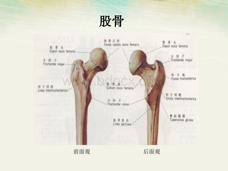 股骨颈骨折病人的护理-龚婕.ppt_第3页